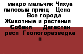 микро мальчик Чихуа лиловый принц › Цена ­ 90 - Все города Животные и растения » Собаки   . Дагестан респ.,Геологоразведка п.